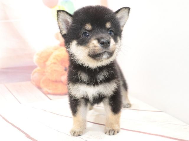 柴犬(豆柴)の写真5