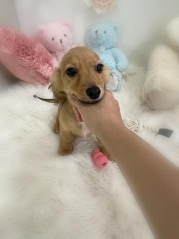 MIXチワックスの写真2