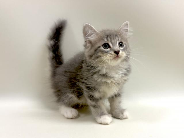 サイベリアン💕猫アレルギー有る方にお勧め猫種💕の写真2
