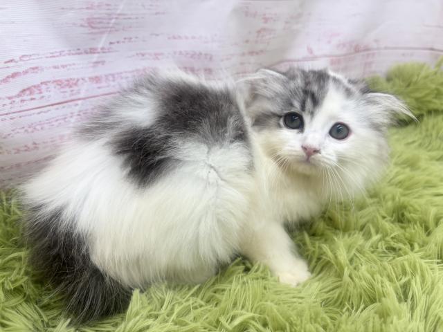 スコティッシュフォールドの写真2