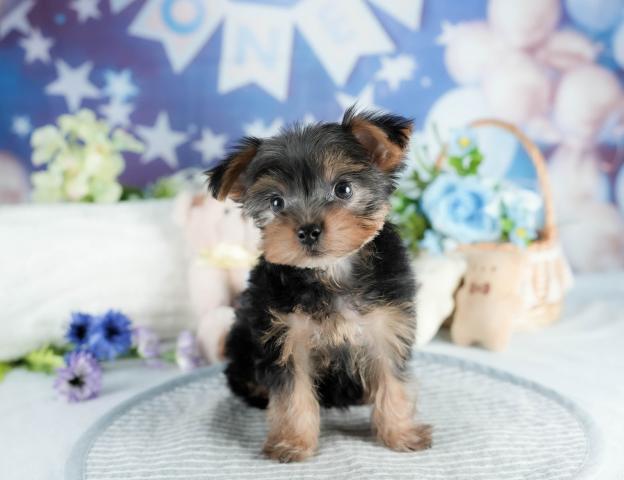 ヨークシャーテリアの写真5