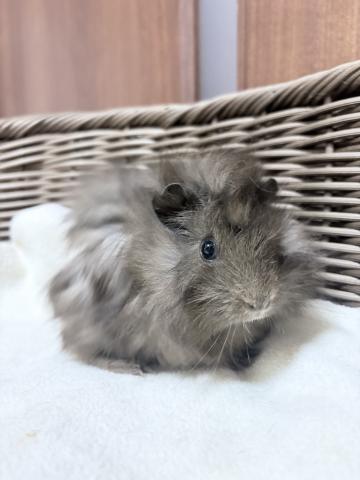 アビシニアン