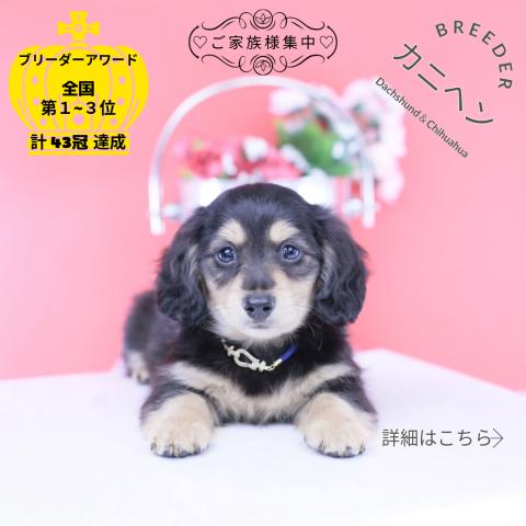 カニヘンダックスフンド ロング