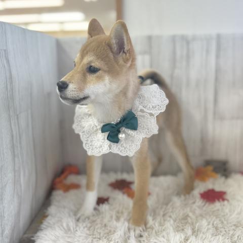 柴犬の写真4