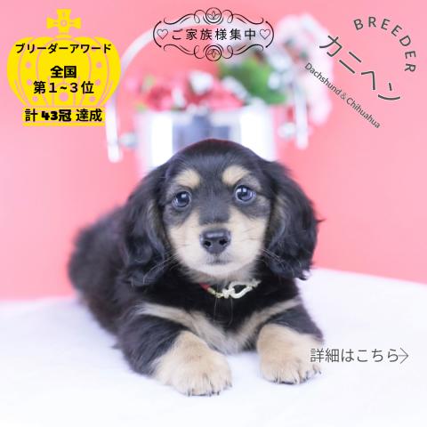 カニヘンダックスフンド ロング