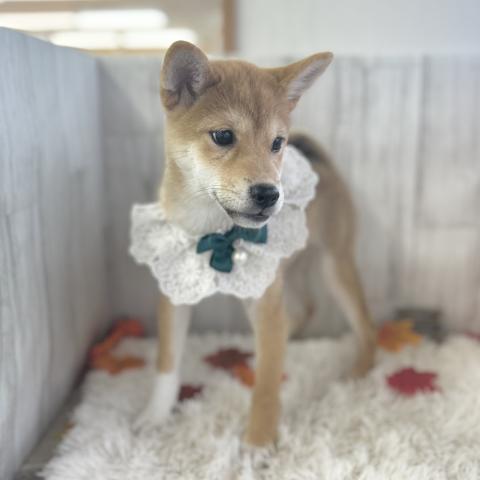 柴犬の写真3