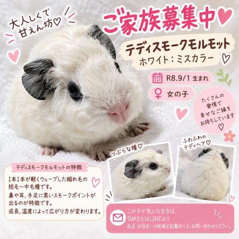 モルモット テディスモークモルモット