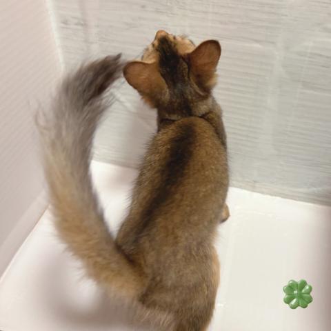 ソマリの写真5