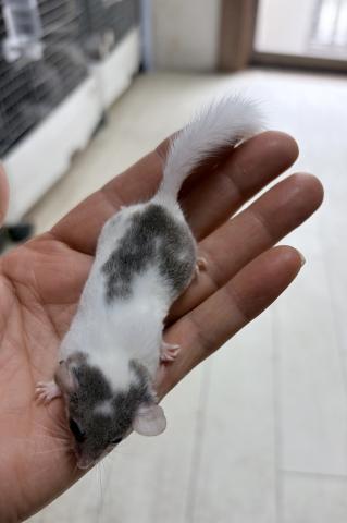 アフリカヤマネの写真4