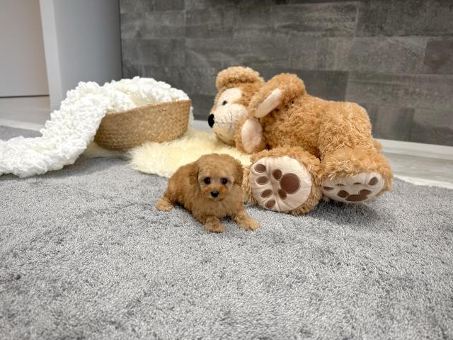トイプードルタイニー(35)の写真2