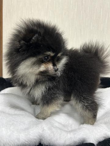 ポメラニアンの写真6
