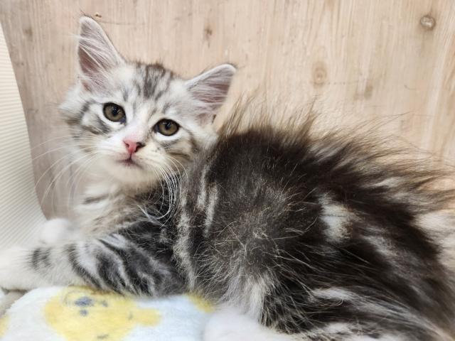 ノルウェージャンフォレストキャットの写真2