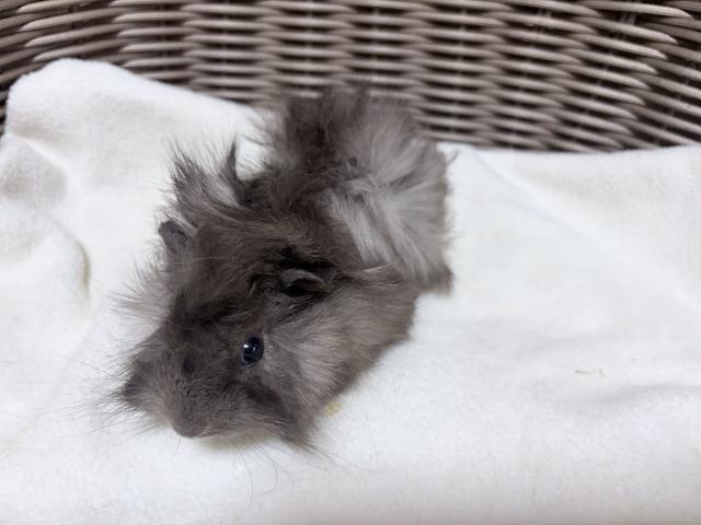 モルモット アビシニアンの写真2