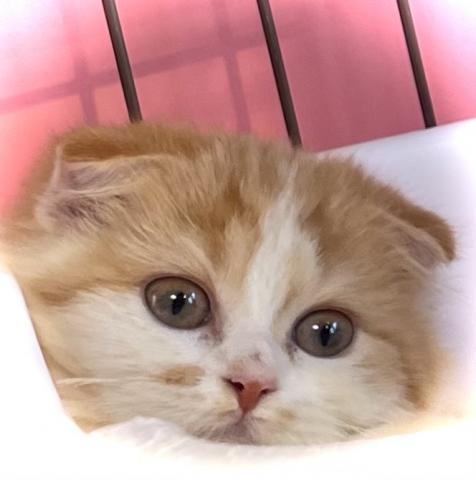 スコティッシュフォールド【Puppyフェア開催中】【98,000円】キャリコ(垂れ耳)💕お問い合わせ12件入ってます✨