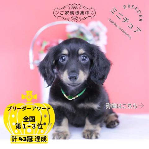 ミニチュアダックスフンド　ロング