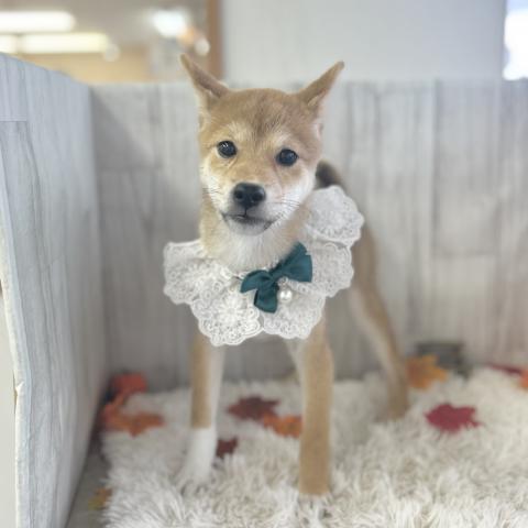 柴犬の写真2
