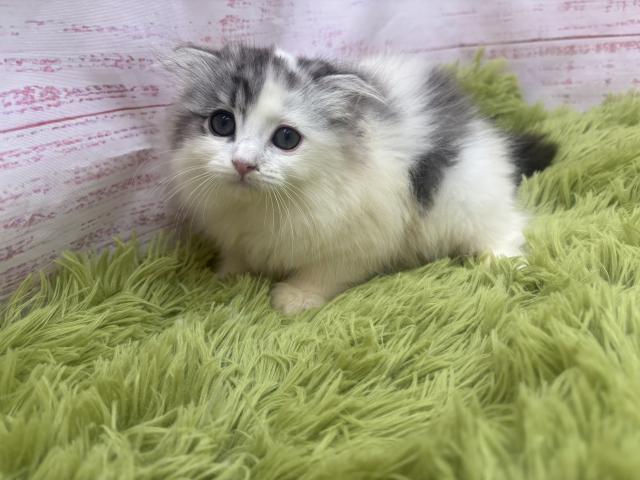 スコティッシュフォールドの写真3