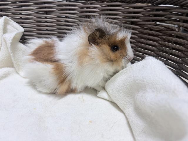 アビシニアン