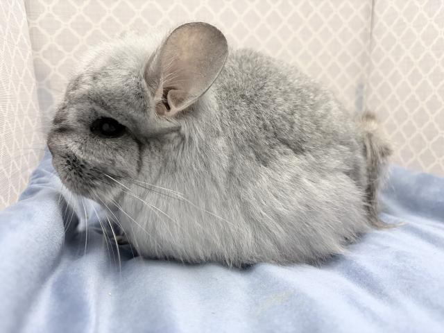 アンゴラチンチラの写真3