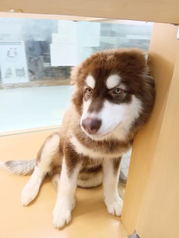 アラスカンマラミュートの写真5