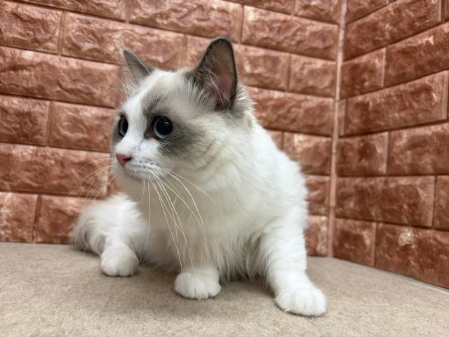ラグドールの写真6
