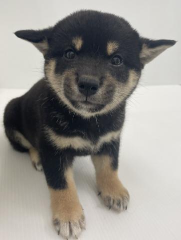 柴犬の写真2