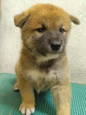 柴犬の写真2