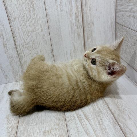 マンチカンの写真5