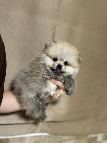 ポメラニアンの写真3