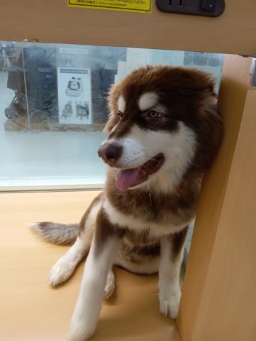 アラスカンマラミュートの写真6