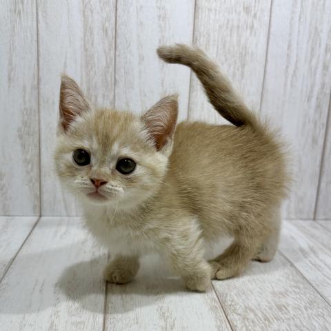 マンチカンの写真4