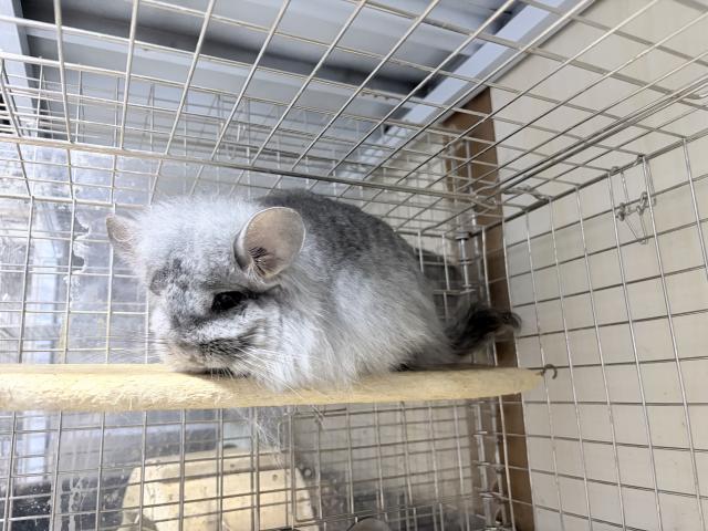アンゴラチンチラの写真2