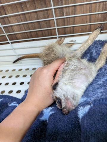 ミーアキャットの写真2