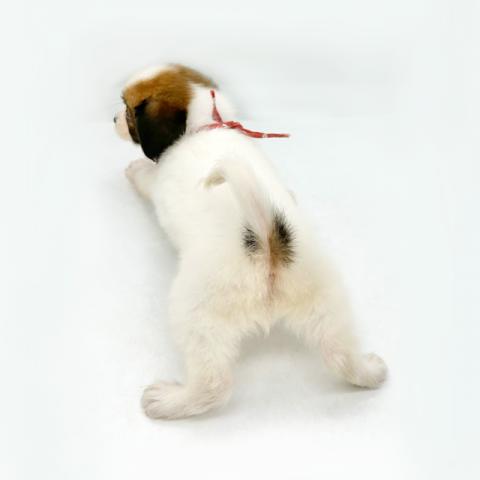 パピヨンの写真3