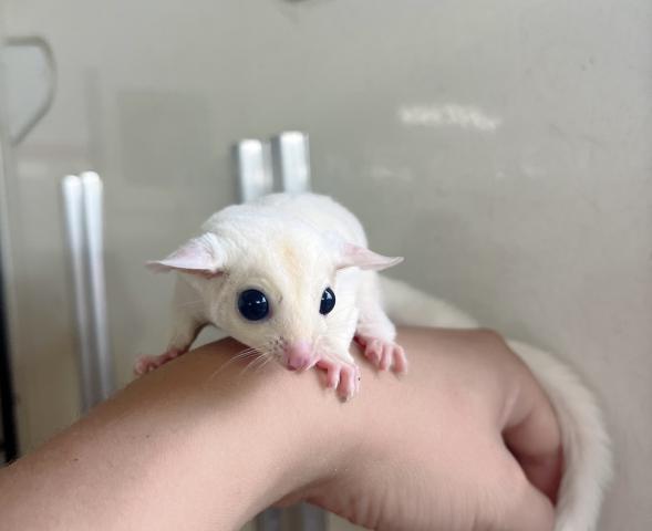 フクロモモンガ リューシ