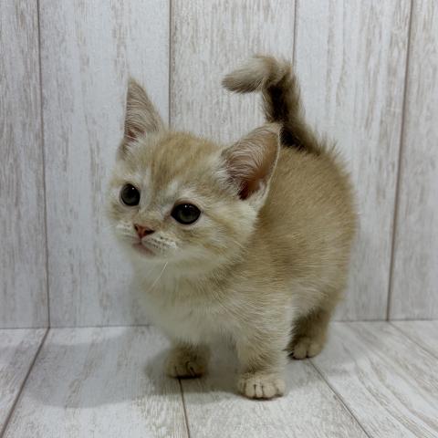 マンチカンの写真2