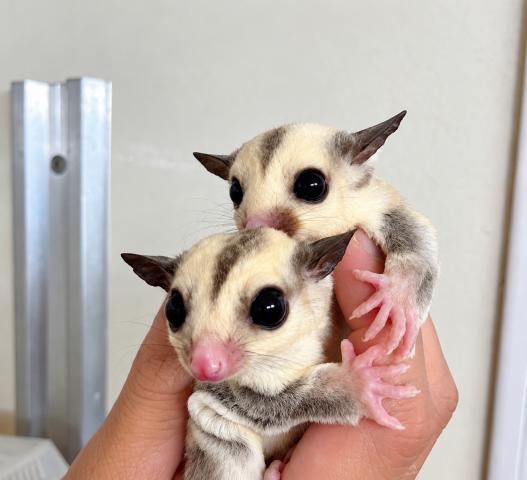 フクロモモンガ プラチナ