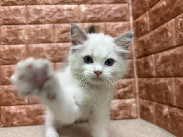 ラグドールの写真3