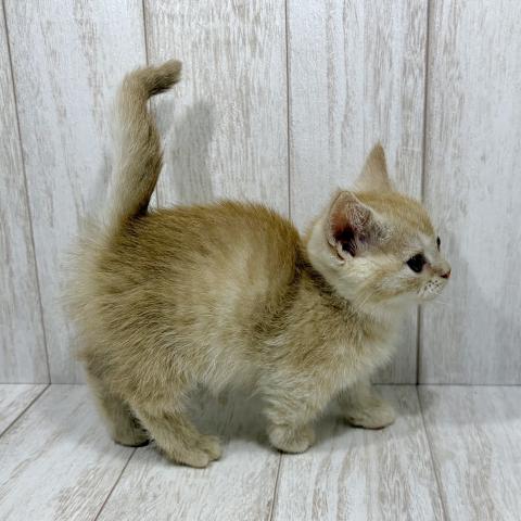 マンチカンの写真6