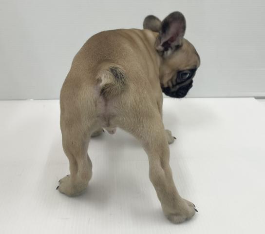 フレンチブルドッグの写真6