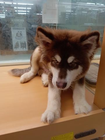 アラスカンマラミュートの写真3