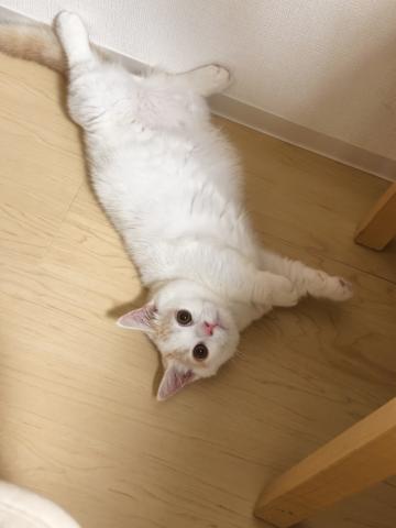 ミヌエット（旧ナポレオン）短足の写真5