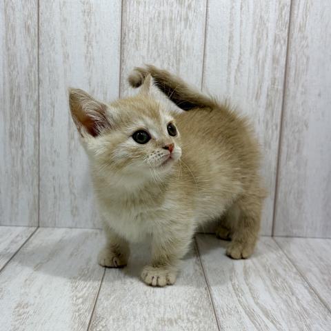 マンチカンの写真3
