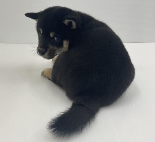 柴犬の写真6