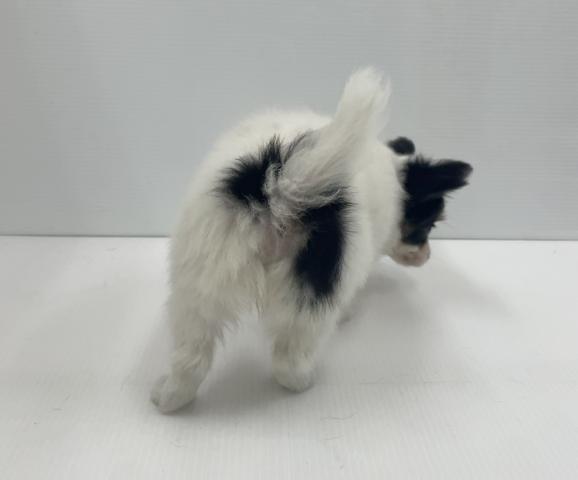 パピヨンの写真6