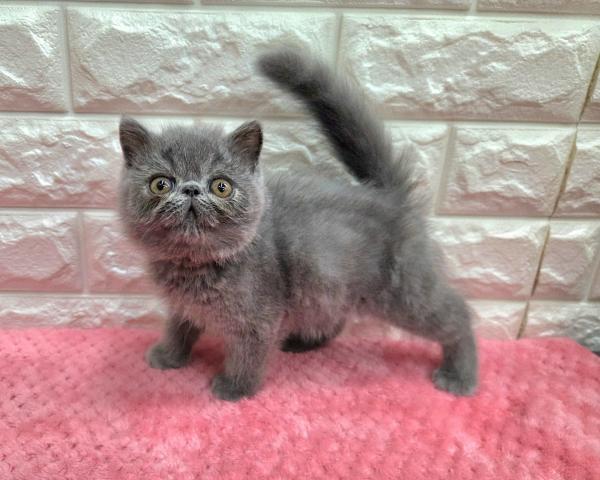 エキゾチックショートヘアー