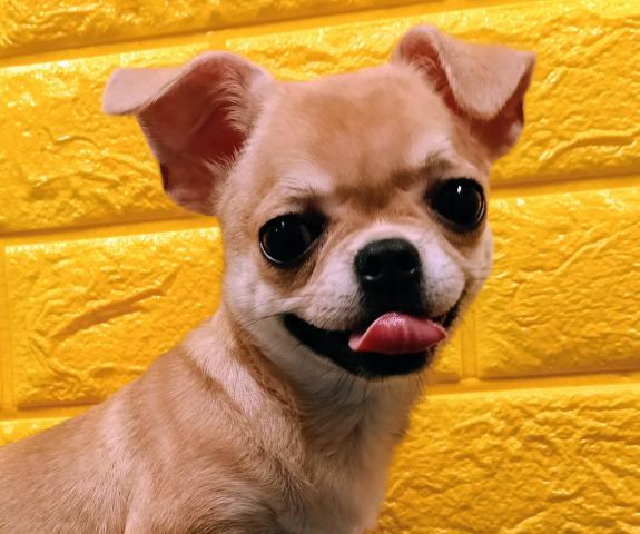 チワワ（スムースコート）の写真6