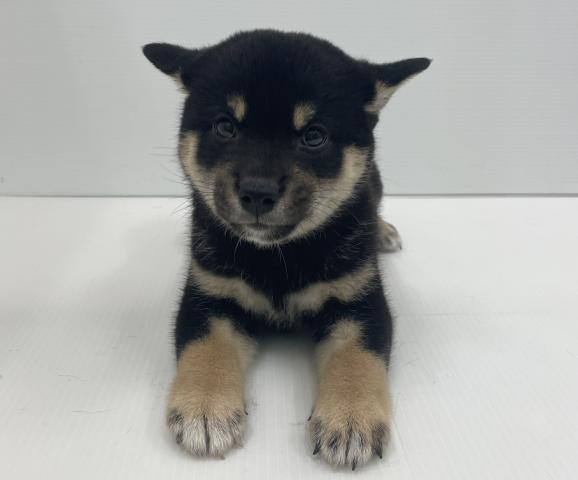 柴犬