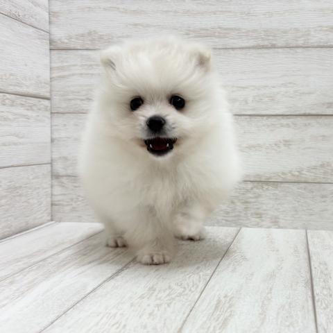 ポメラニアンの写真4