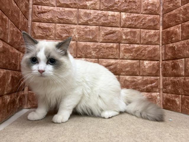 ラグドールの写真5